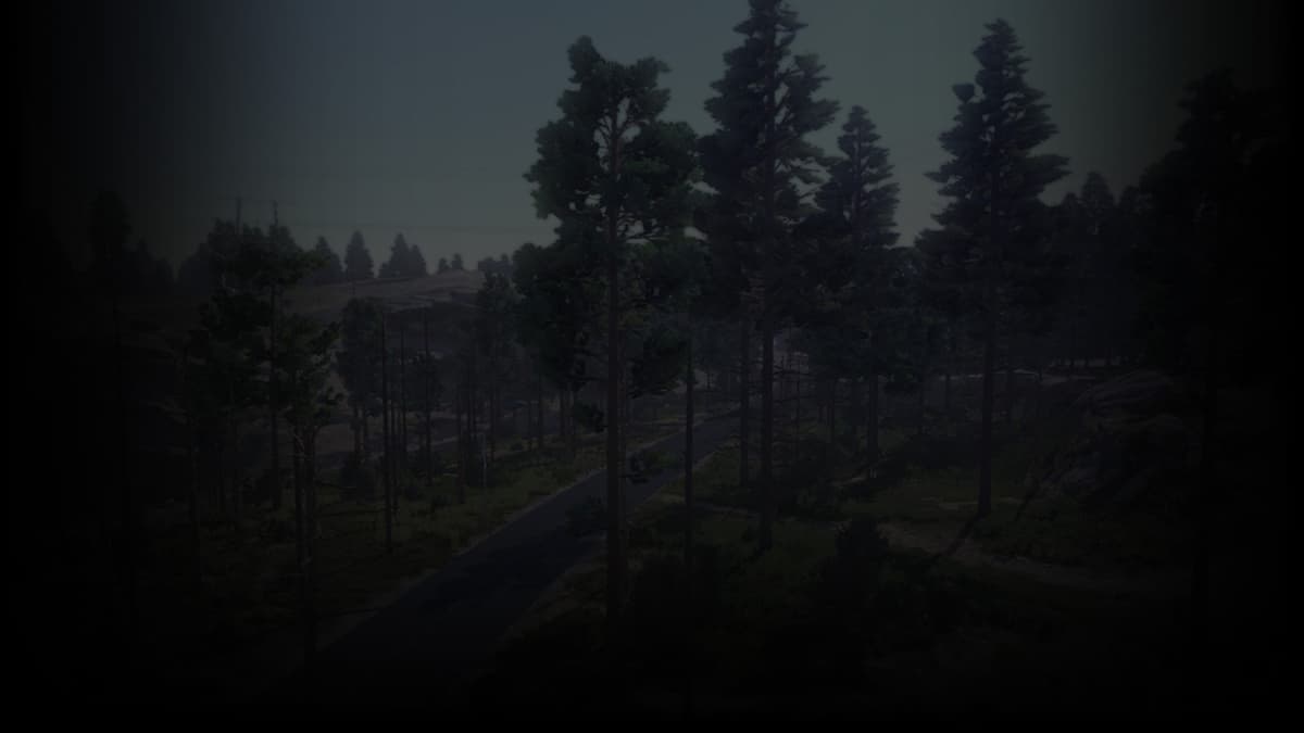 The peace and quiet of the woods